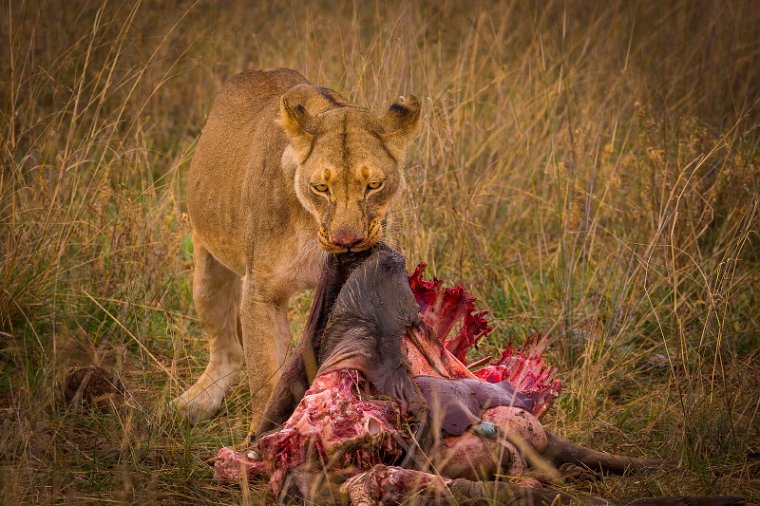 073 Zimbabwe, Hwange NP, leeuw.jpg